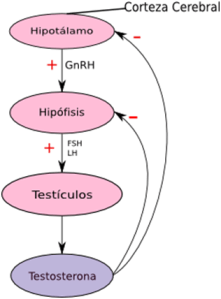 PROCESOS TESTICULOS