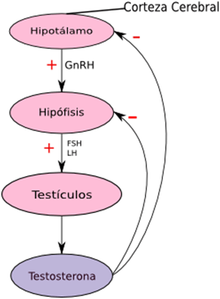 Proceso en el cual el colesterol se convierte en testosterona, la cual ayuda para ganar masa muscular.