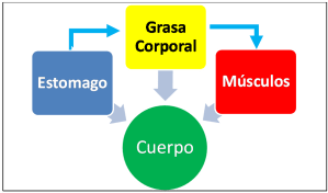 Reservas de energía en el cuerpo. Ganar musculo y perder peso a la vez. Alternalego.