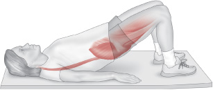 Músculos involucrados con el ejercicio de puente (bridge) –calistenia-, muscles involved in the bridge exercise –calithenics-bodyweight training-