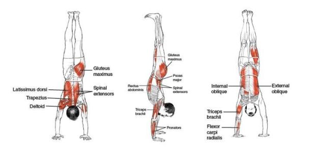 Músculos involucrados con el ejercicio de parada de manos (handstand) –calistenia-, muscles involved in the handstand exercise –calithenics-bodyweight training-