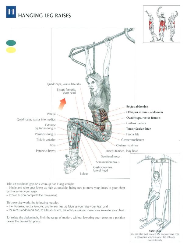 Músculos involucrados con el ejercicio de la elevación de piernas (leg raises) –calistenia-, muscles involved in the leg raises exercise –calithenics-bodyweight training-