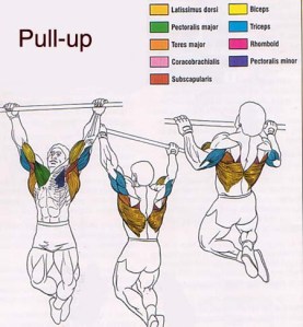 Músculos involucrados con el ejercicio de la elevación en barra (dominada o pull up) –calistenia-, muscles involved in the pull up exercise –calithenics-bodyweight training-