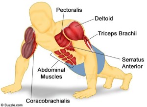 Músculos involucrados con el ejercicio de la flexion (lagartija o push up) –calistenia-, muscles involved in the push up exercise –calithenics-bodyweight training-