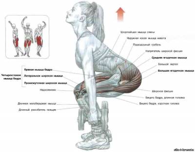 Músculos involucrados con el ejercicio de la sentadilla –calistenia-, muscles involved in the squat exercise –calithenics-bodyweight training-