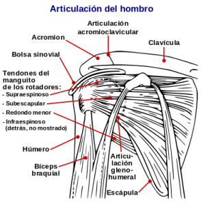 DIAGRAMA DE LA ARTICULACION DEL HOMBRO - MANGUITO ROTADOR