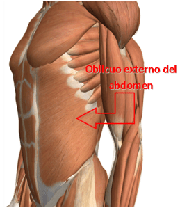 MÚSCULOS DEL ABDOMEN, OBLICUO EXTERNO ABDOMINAL, UBICACIÓN, ANATOMÍA DEL ABDOMEN, CUADRITOS, CUADROS, LAVADERO, SIX-PACK