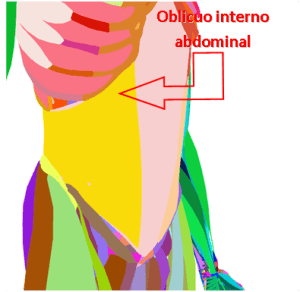 MÚSCULOS DEL ABDOMEN, OBLICUO INTERNO ABDOMINAL (AISLADO - FRENTE), UBICACIÓN, ANATOMÍA DEL ABDOMEN, CUADRITOS, CUADROS, LAVADERO, SIX-PACK