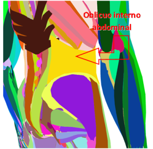 MÚSCULOS DEL ABDOMEN, OBLICUO INTERNO ABDOMINAL (AISLADO - TRASERA), UBICACIÓN, ANATOMÍA DEL ABDOMEN, CUADRITOS, CUADROS, LAVADERO, SIX-PACK