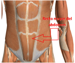 MÚSCULOS DEL ABDOMEN, RECTO MAYOR DEL ABDOMEN, UBICACIÓN, ANATOMÍA DEL ABDOMEN, CUADRITOS, CUADROS, LAVADERO, SIX-PACK