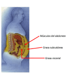 Grasa visceral, grasa subcutánea, músculos del abdomen, ubicación de