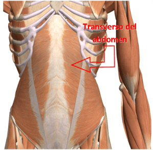 MÚSCULOS DEL ABDOMEN TRANSVERSO DEL ABDOMEN, UBICACIÓN, ANATOMÍA DEL ABDOMEN CUADRITOS, CUADROS, LAVADERO, SIX-PACK