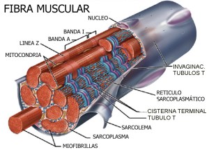 FIBRA MUSCULAR, HIPERTROFIA SARCOPLASMÁTICA O HIPERTROFIA MIOFIBRILAR, musculos grandes y debiles, musculos pequeños y fuertes