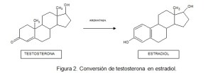 COMO LA AROMATOSA  CONVIERTE LA TESTOSTERONA EN ESTRADIOL, HORMONAS