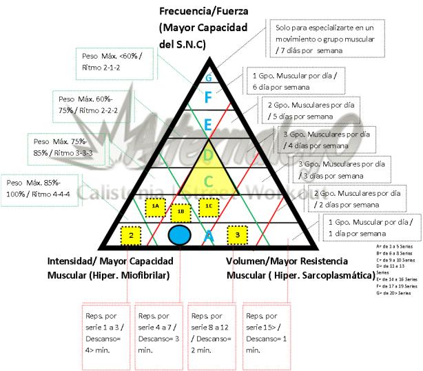 Grafica Relación frecuencia, intensidad y volumen, matriz de planeación y revisión de rutinas, alternalego.com, alternalego, imagen rutina nivel 0 principiantes opciones rutina