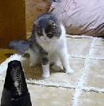 GATO Y METRONOMO GIF